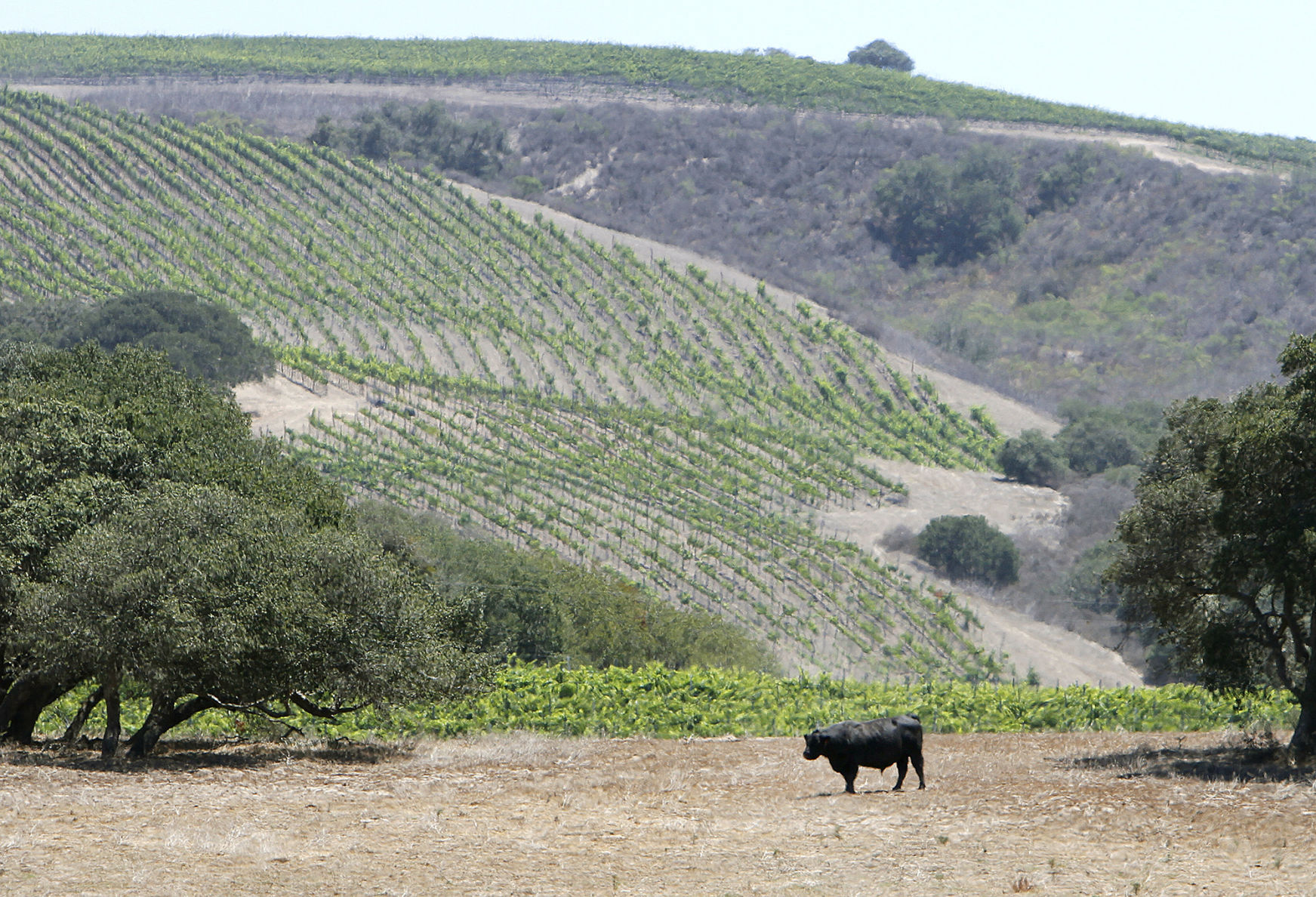 Cattle Ranch 0123.JPG